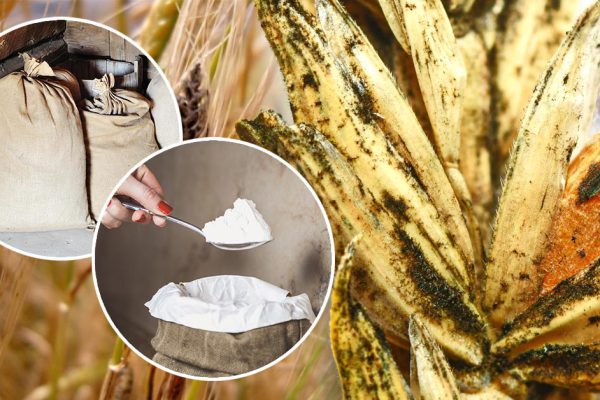 Делая годовой запас, покупаю только самую качественную муку, по запаху определяю высший сорт