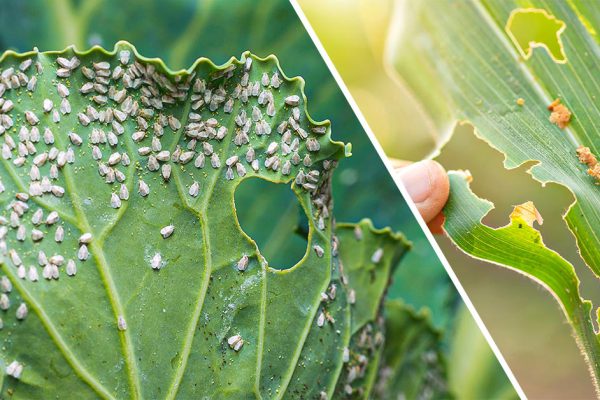 Действенное средство, что поможет вытурить белокрылку с огорода