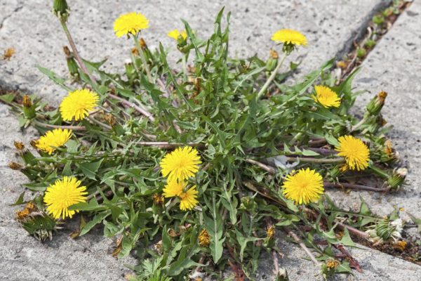 Одуванчик хуже сныти, за что мы не любим подлое растение