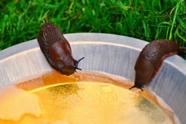 Он насыпал кофе в пепельницу и поджег… Наконец-то в саду можно спокойно отдыхать!