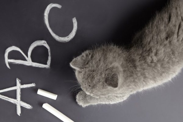 kitten learn letters