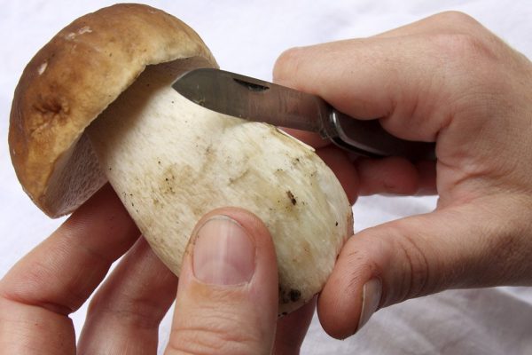 Больше не снимаю кожицу со шляпок маслят, грибник рассказал, что нет смысла заморачиваться