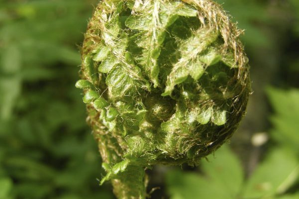 Почему держать папоротник дома — плохая примета