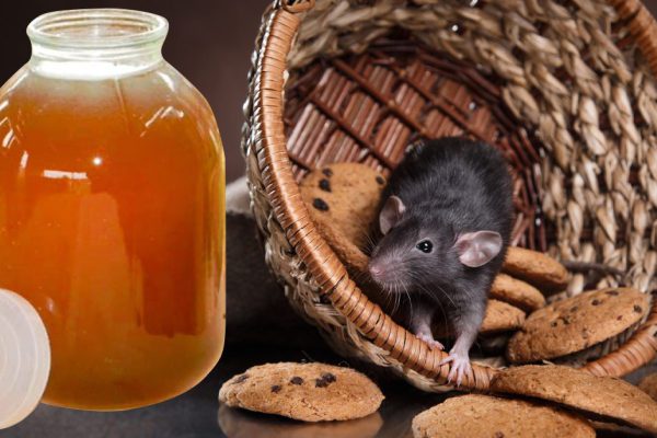 Душа спокойна за утеплитель, грызуны сбежали, почуяв острые ароматы домашних средств