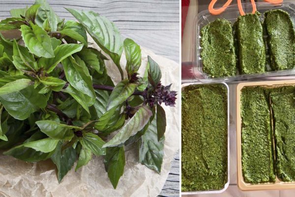 Как сохранить листья базилика свежими до Нового года