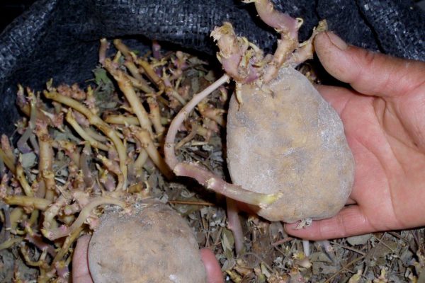 4 главных правила хранения картофеля в квартире. Забудь о гниющих клубнях!