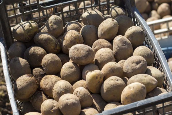 Древний славянский способ хранения картошки, чтобы обойтись без порчи продукта