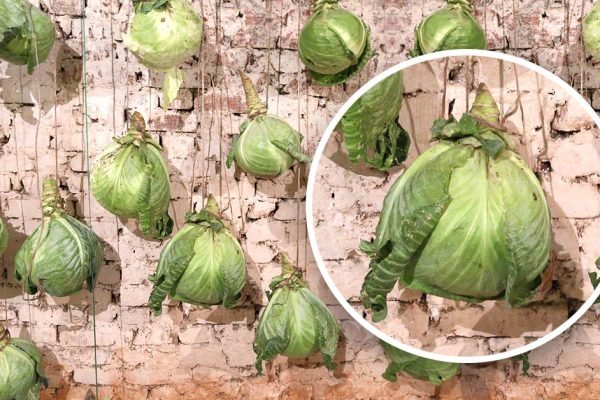 Увидел, как сосед подвешивает капусту, так она хранится до самой весны, все головки целые