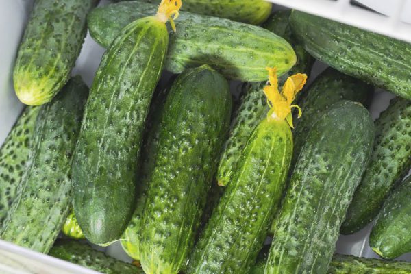 Почему портятся огурцы в холодильнике и можно ли продлить срок их хранения