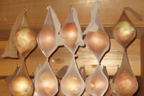 Просто помести лук в колготки, чтобы через 8 месяцев удивиться потрясающему результату!