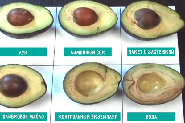 6 способов хранения авокадо. Интересный эксперимент, результаты которого поражают.