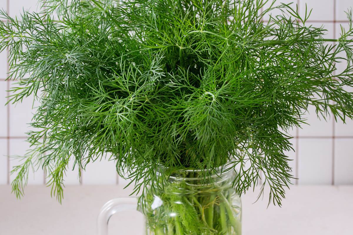 как хранить зелень без холодильника