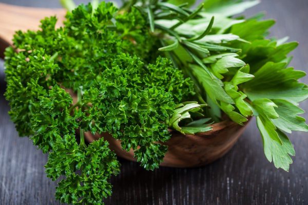 Искусство сохранить зелень свежей как можно дольше