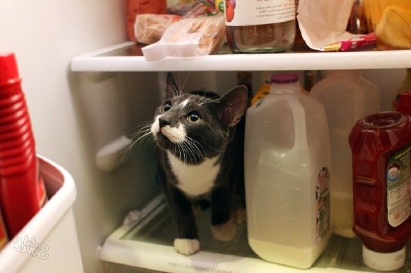 освежитель холодильника