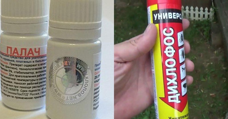 как избавиться от клопов дома