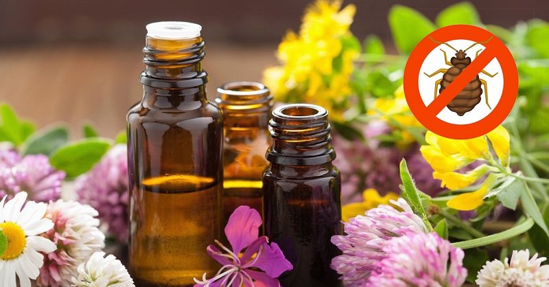 как избавиться от клопов дома самостоятельно