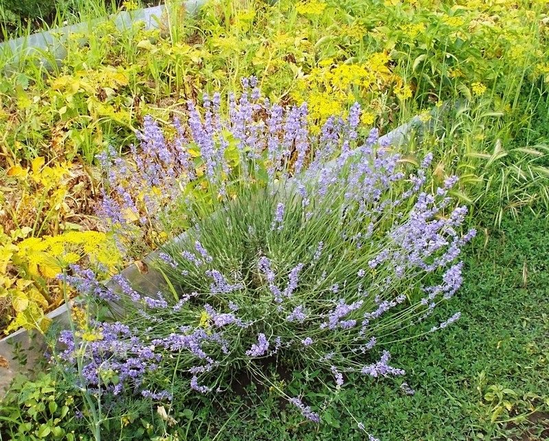 co rozwijać w kraju