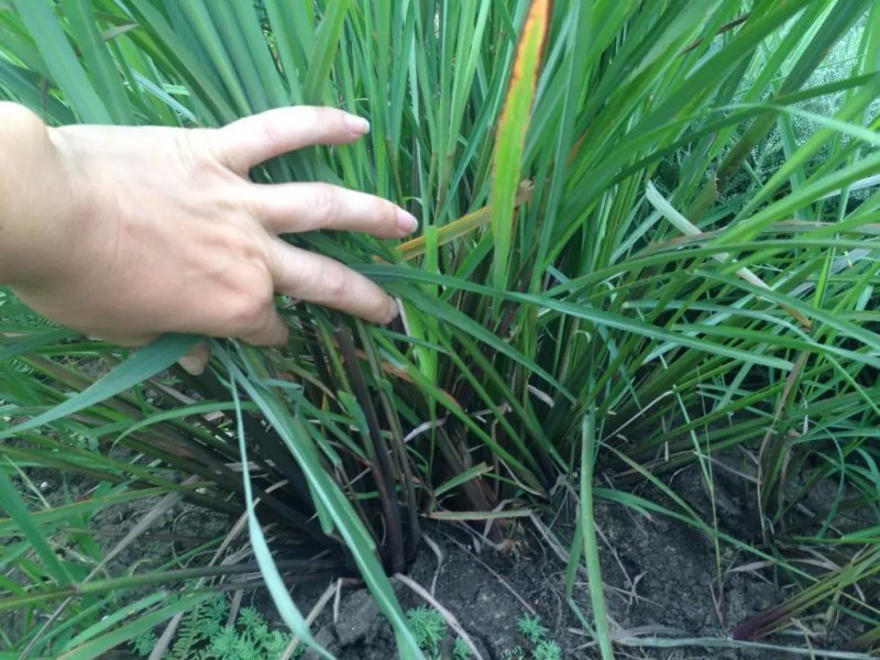 средство от москитов