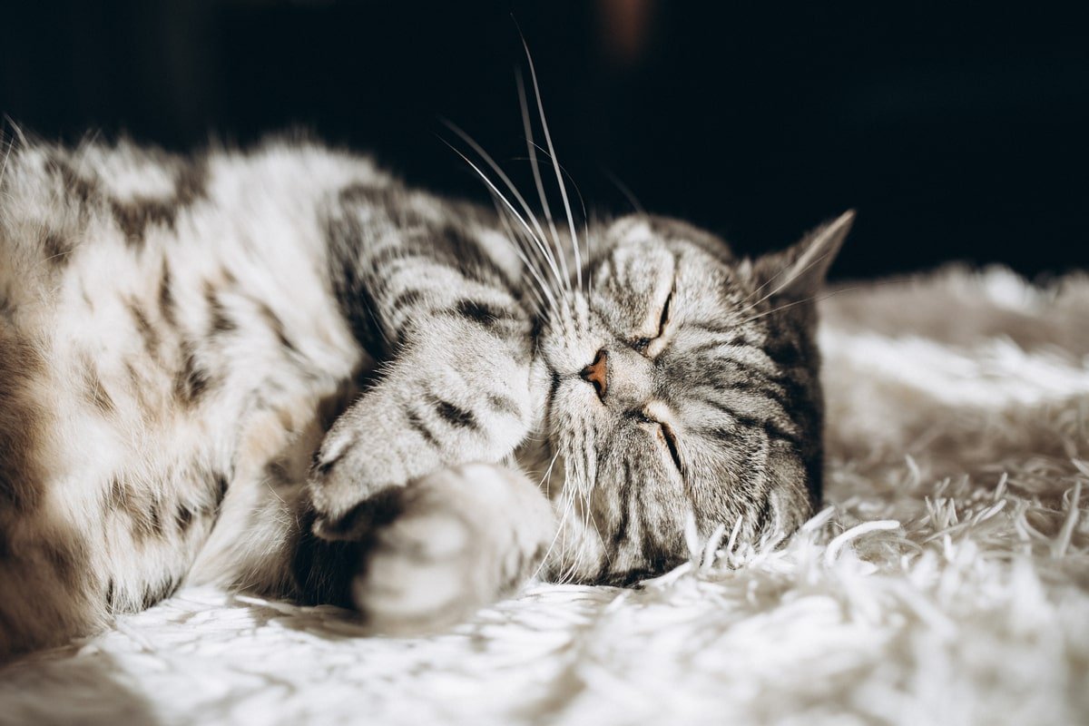 как избавиться от кошачьего запаха на диване