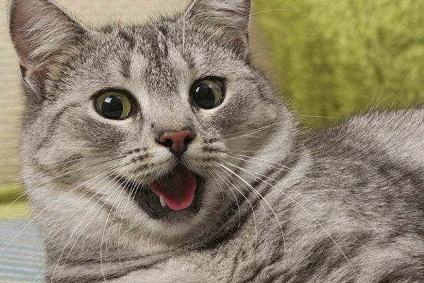 Кот сделал свои дела на детском диване, но умная хозяйка моментально избавилась от кошачьего запаха