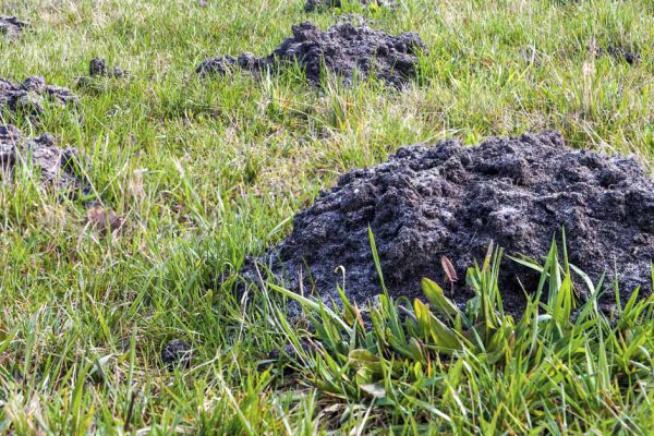 Нет сил бороться с кротовыми норками, сосед по даче Василий спешит на помощь