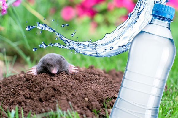 В феврале заливаю норки ядреной смесью, чтобы крот ушел к соседям