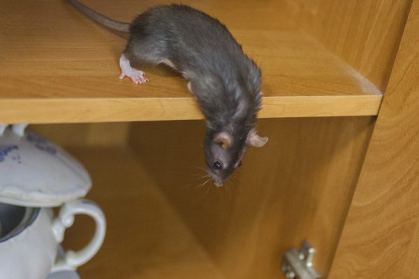 Что делать, если в квартиру пробралась наглая крыса и ведет себя на кухне как хозяйка
