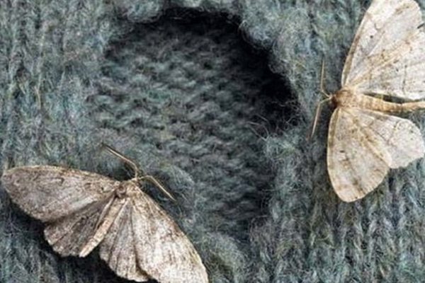 Народные методы борьбы с молью: не оставь насекомому ни единого шанса!