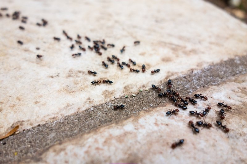 муравьи ушли