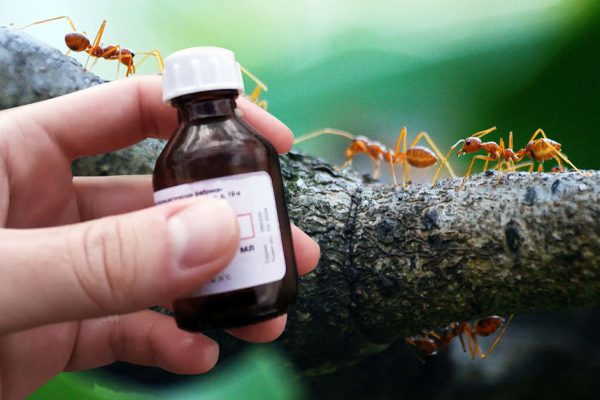 Как избавиться от муравьев на грядке: советы соседа, в прошлом опытного агронома