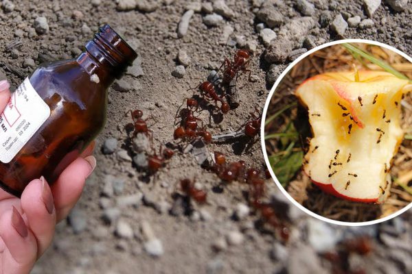 Копеечный способ, что поможет избавиться от муравьев на огороде