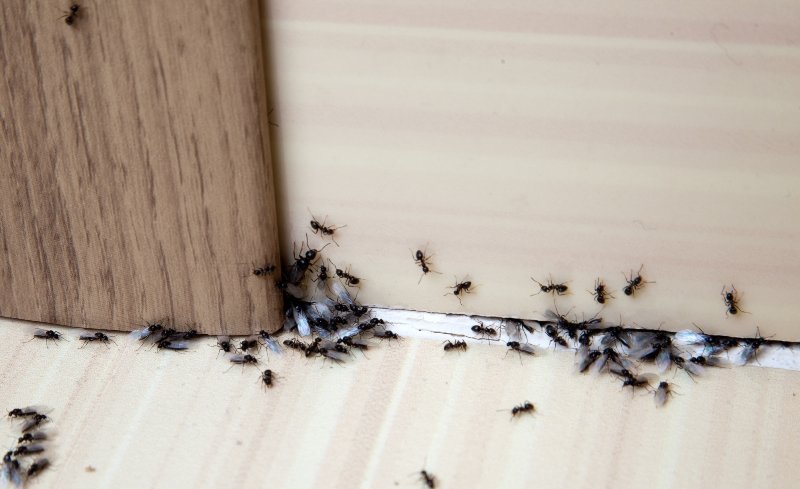 ako sa zbaviť mravcov raz a navždy