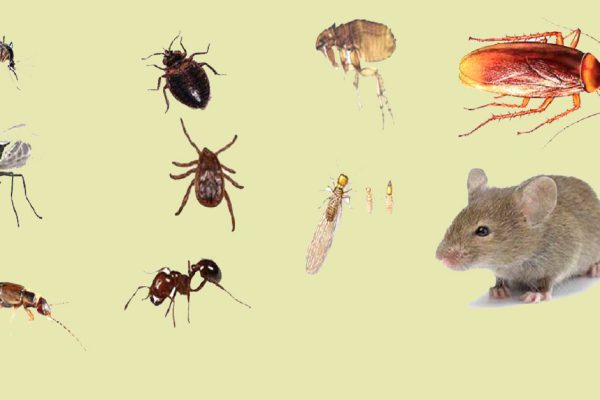 Если вы принесете в жилище это растение, тараканы и крысы забудут дорогу в ваш дом