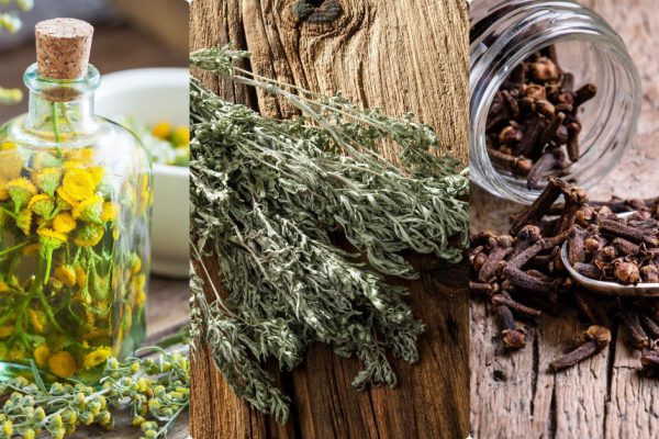 Рецепт антипаразитарного средства доктора Иванченко