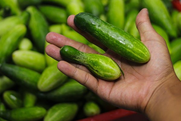 Сосед по даче показал, как играючи избавиться от паутинного клеща