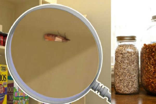 Вот чего не переносит пищевая моль! Наконец избавилась от этой крылатой напасти..