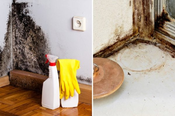 Как избавиться от плесени при помощи 1 вещества: тысячи людей успешно его используют!