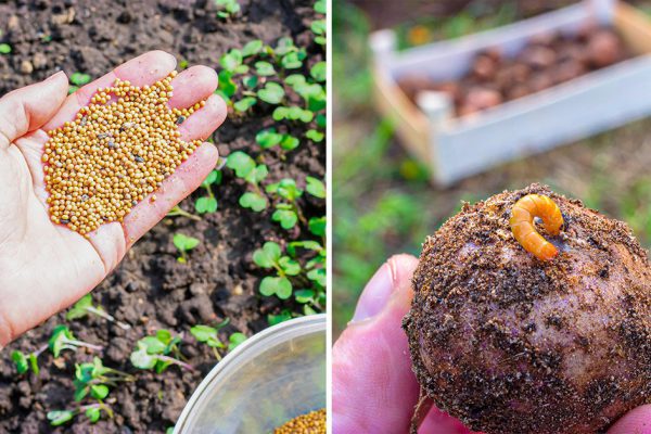 Нашел в советской книге по выращиванию картофеля этот метод, изгоняю проволочника с участка мигом