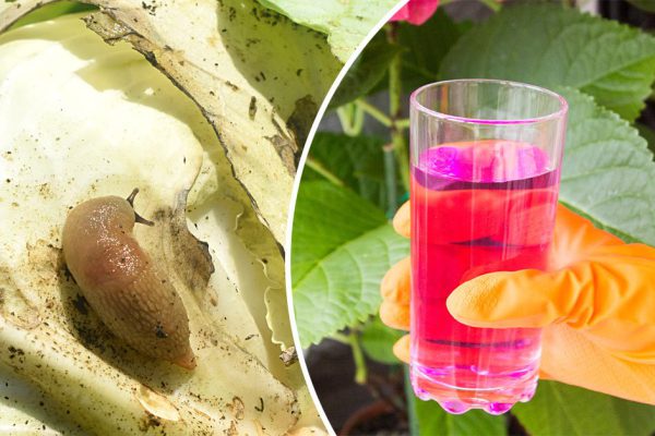 Орошаю капусту марганцовкой, кочаны размером с футбольный мяч, слизни не приближаются