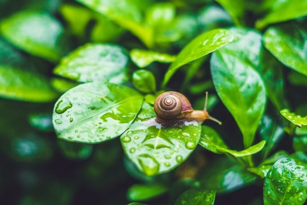Как изгнать слизняков из сада