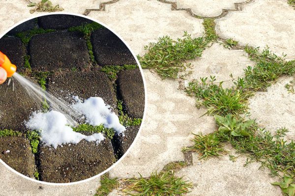 Сосед по даче заметил, что я рву сорняки руками, пожалел меня и дал указания, как легко от них избавиться