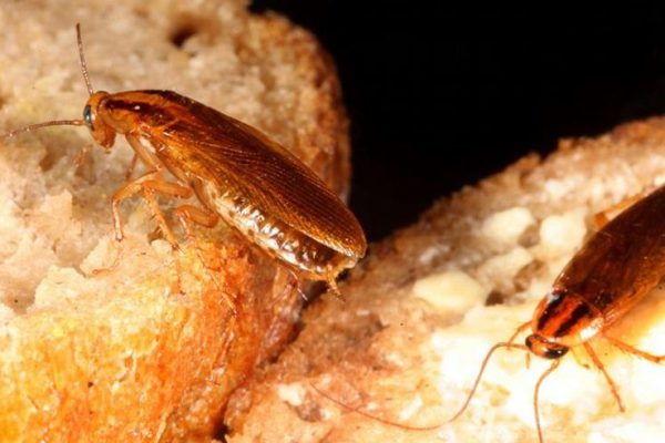 Как избавиться от тараканов раз и навсегда: простые методы, которые действительно работают.