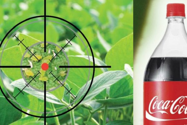 Напои тлю «Кока-колой» до смерти: убойный напиток! Впервые слышу…