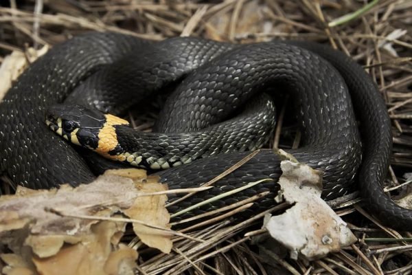Жители Закарпатья находят больших змей в собственных домах: что делать с этой напастью