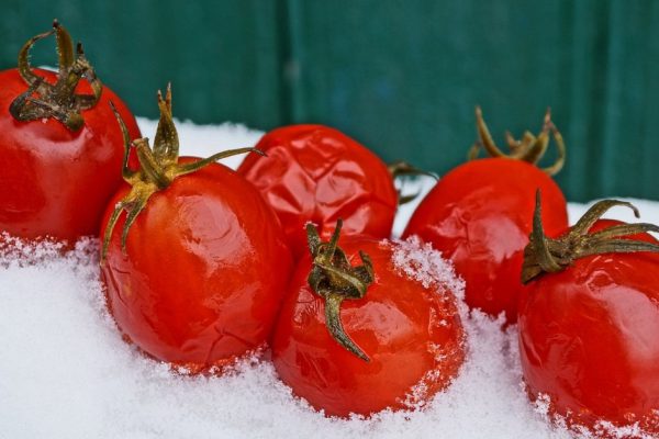 Как научиться консервировать помидоры