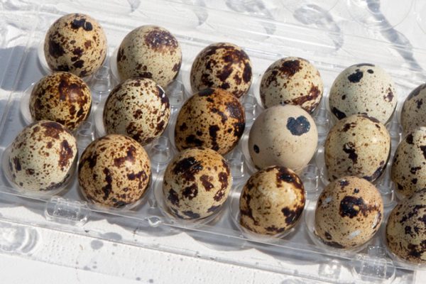 Как покрасить перепелиные яйца