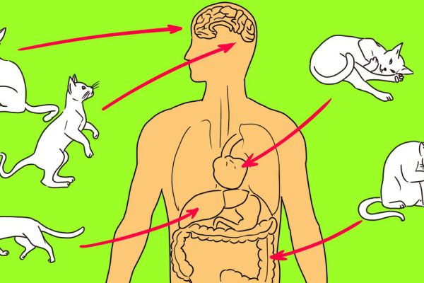 Кошки способны лечить! Вот куда нужно приложить кота, чтобы вылечиться.