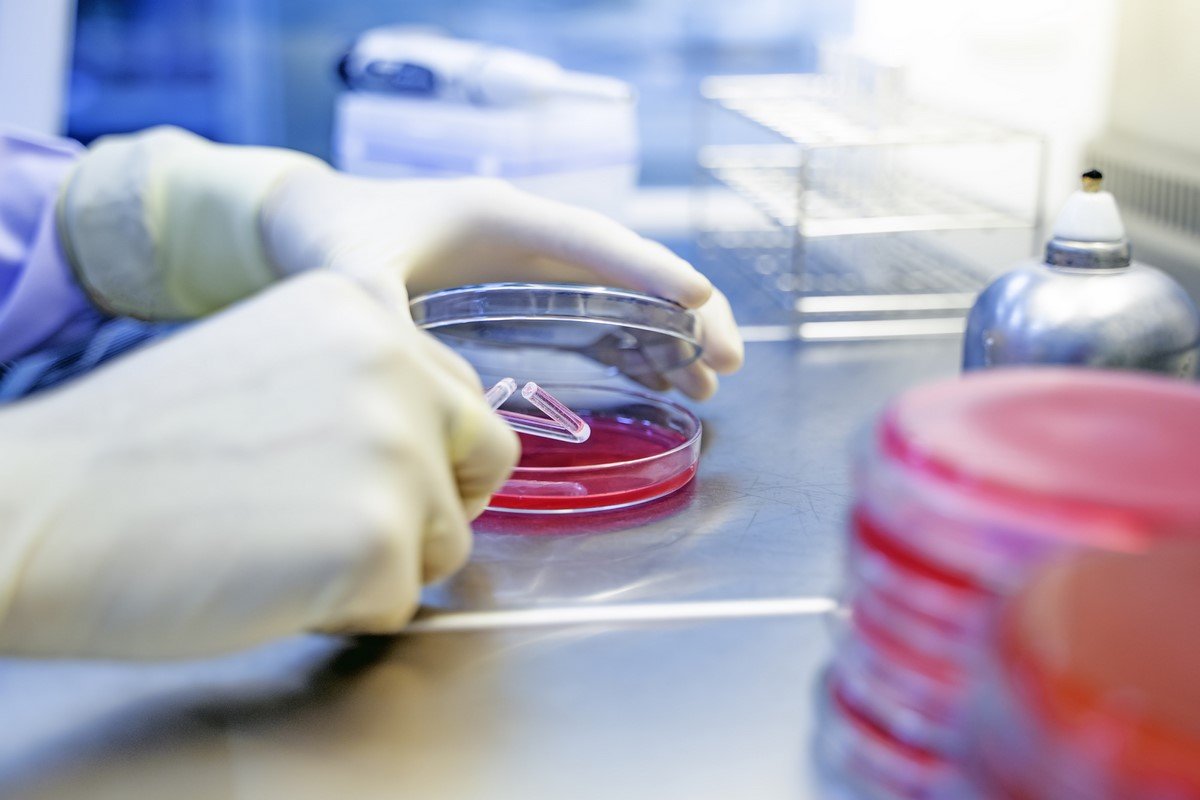 золотистый стафилококк