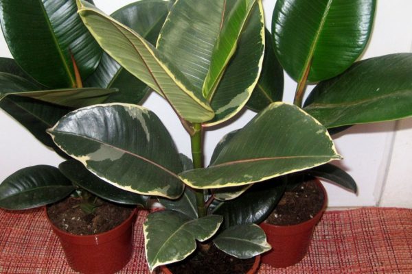 Целебные свойства чудо-растения. Вот почему фикус стоит иметь в каждом доме!