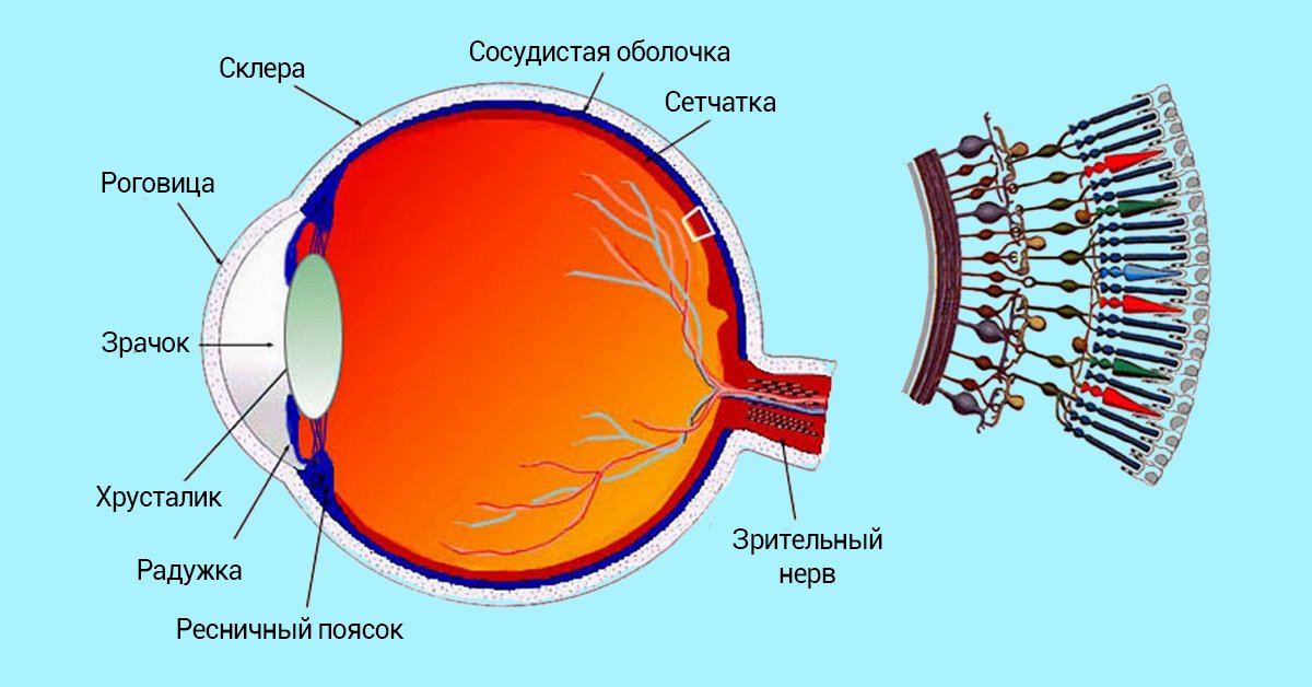 К оптической системе глаза относятся роговица хрусталик. Строение глаза колбочки и палочки. Палочки и колбочки сетчатки глаза строение. Сетчатка анатомия. Зрительный анализатор строение сетчатки.